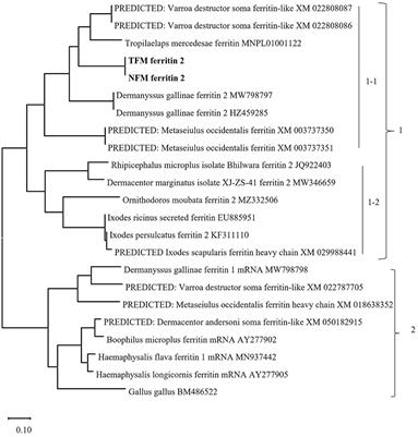 Potential of ferritin 2 as an antigen for the development of a universal vaccine for avian mites, poultry red mites, tropical fowl mites, and northern fowl mites